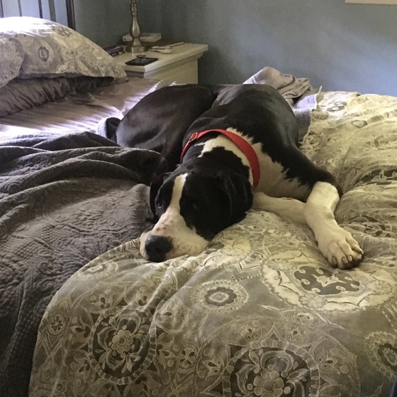 Meet your Posher, Nicole - Picture 2 of 3